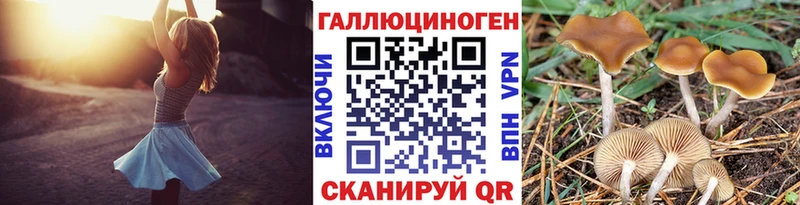 дарнет шоп  Шилка  Галлюциногенные грибы GOLDEN TEACHER 